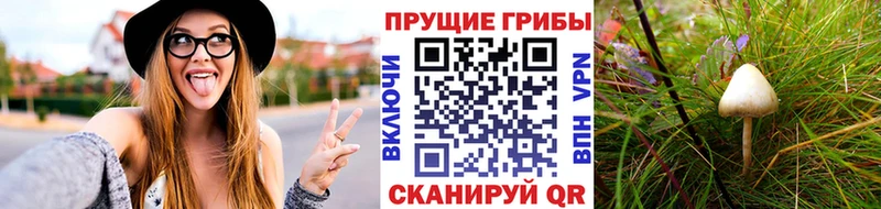 Псилоцибиновые грибы GOLDEN TEACHER Всеволожск